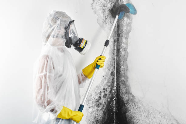Best Environmental Consulting for Mold Prevention  in Hyattsville, MD